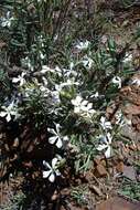 Image of Pachypodium succulentum (L. fil.) Sweet