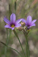 Image of Sisyrinchium platense I. M. Johnst.