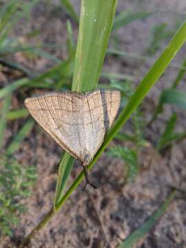 Imagem de Polypogon tentacularia Linnaeus 1758