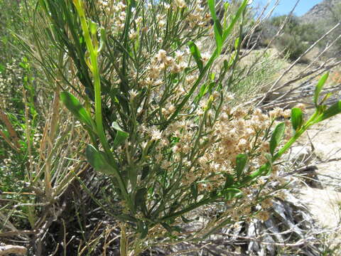 Image of desert baccharis