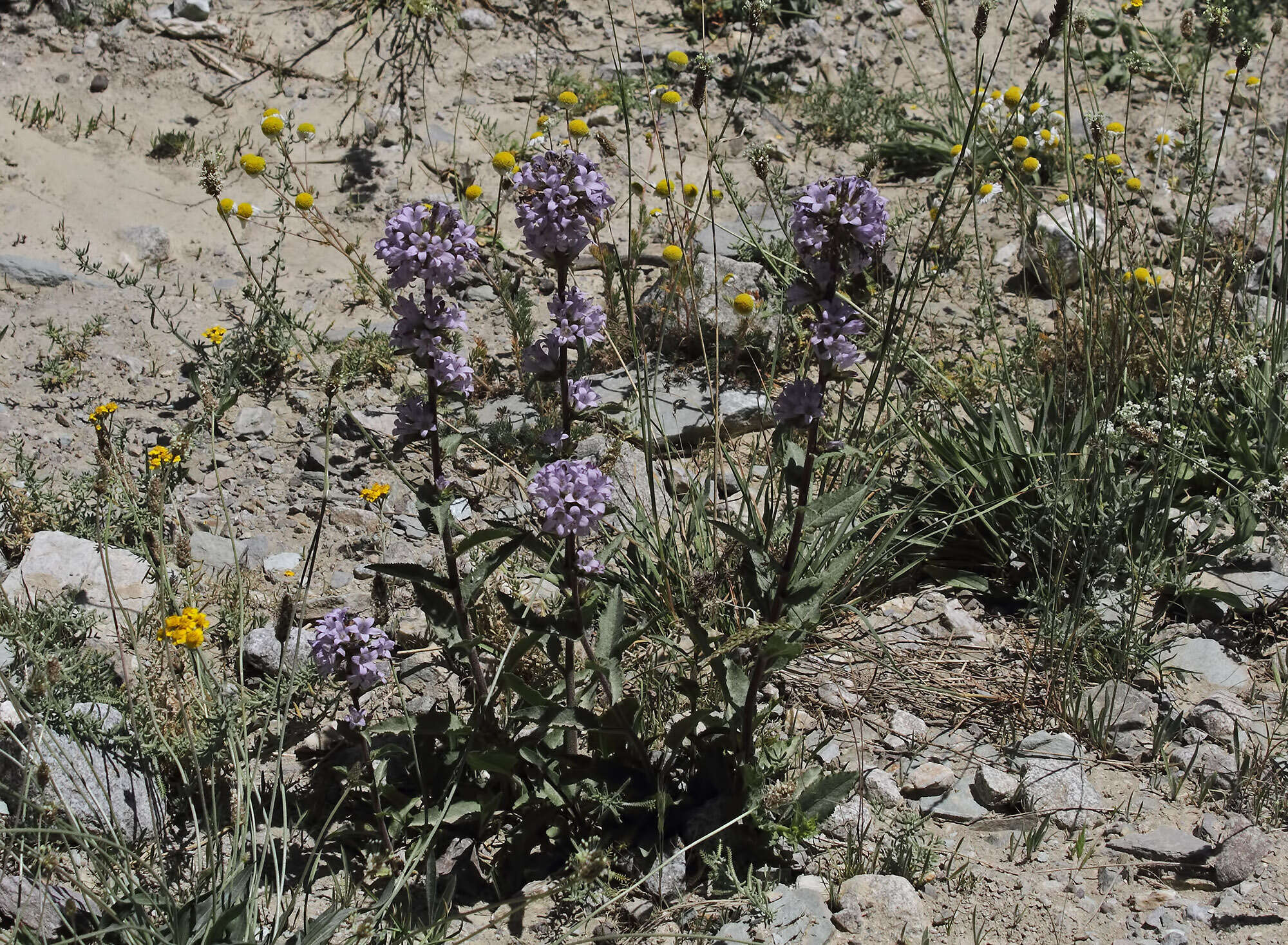 Imagem de Campanula glomerata subsp. hispida (Witasek) Hayek