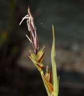 Image of Carex deflexa var. boottii L. H. Bailey