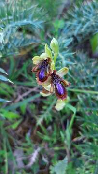 Image of Ophrys speculum subsp. lusitanica O. Danesch & E. Danesch