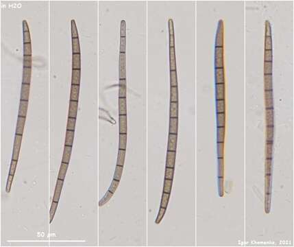 Слика од Trichoglossum variabile (E. J. Durand) Nannf. 1942