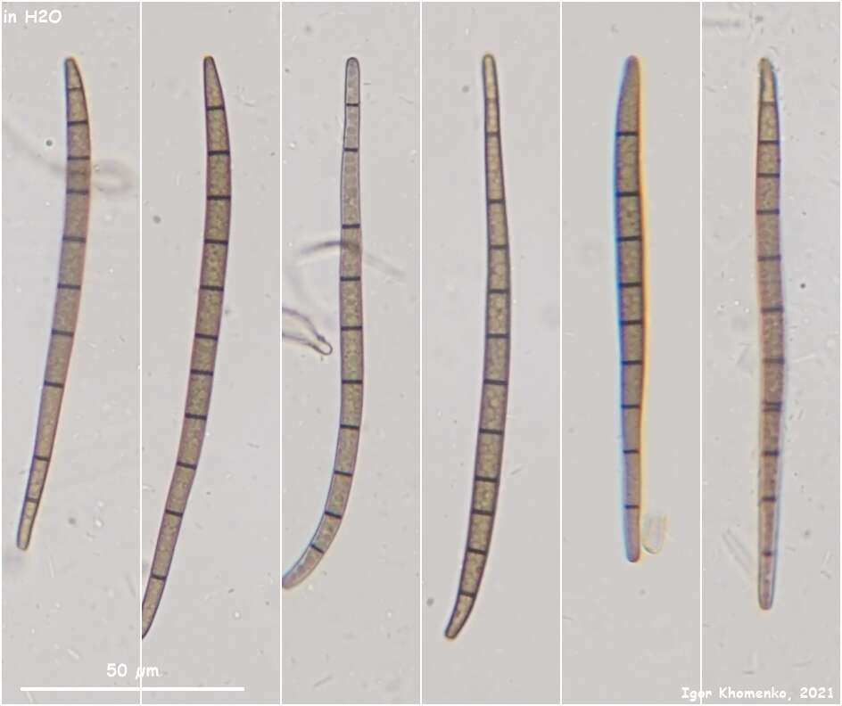 Image of Trichoglossum variabile (E. J. Durand) Nannf. 1942