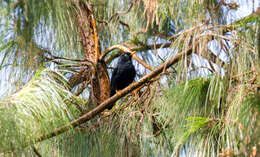 Image of Pale-eyed Thrush