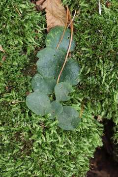 Image of Chrysosplenium pilosum Maxim.