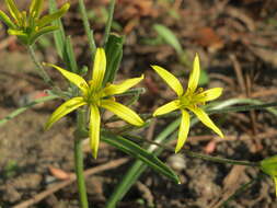 Image of field star-of-bethlehem