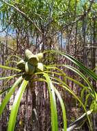 Image of Pandanus oligocarpus Martelli