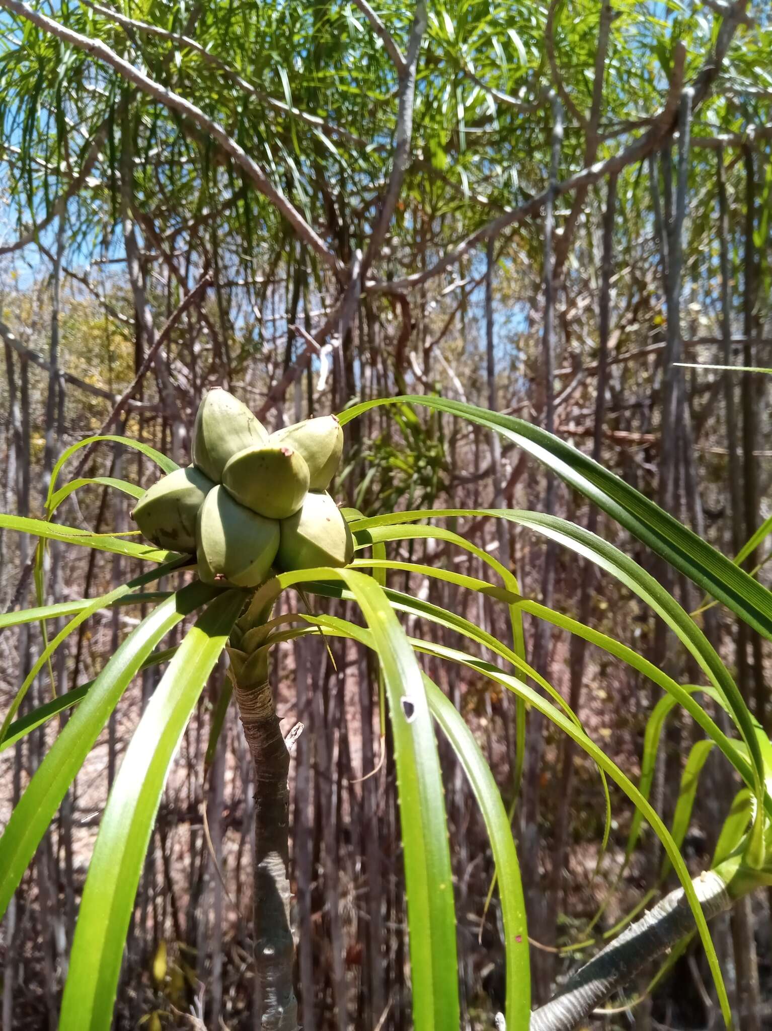 Image of Pandanus oligocarpus Martelli