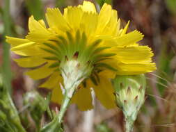 Image of leafy desertdandelion