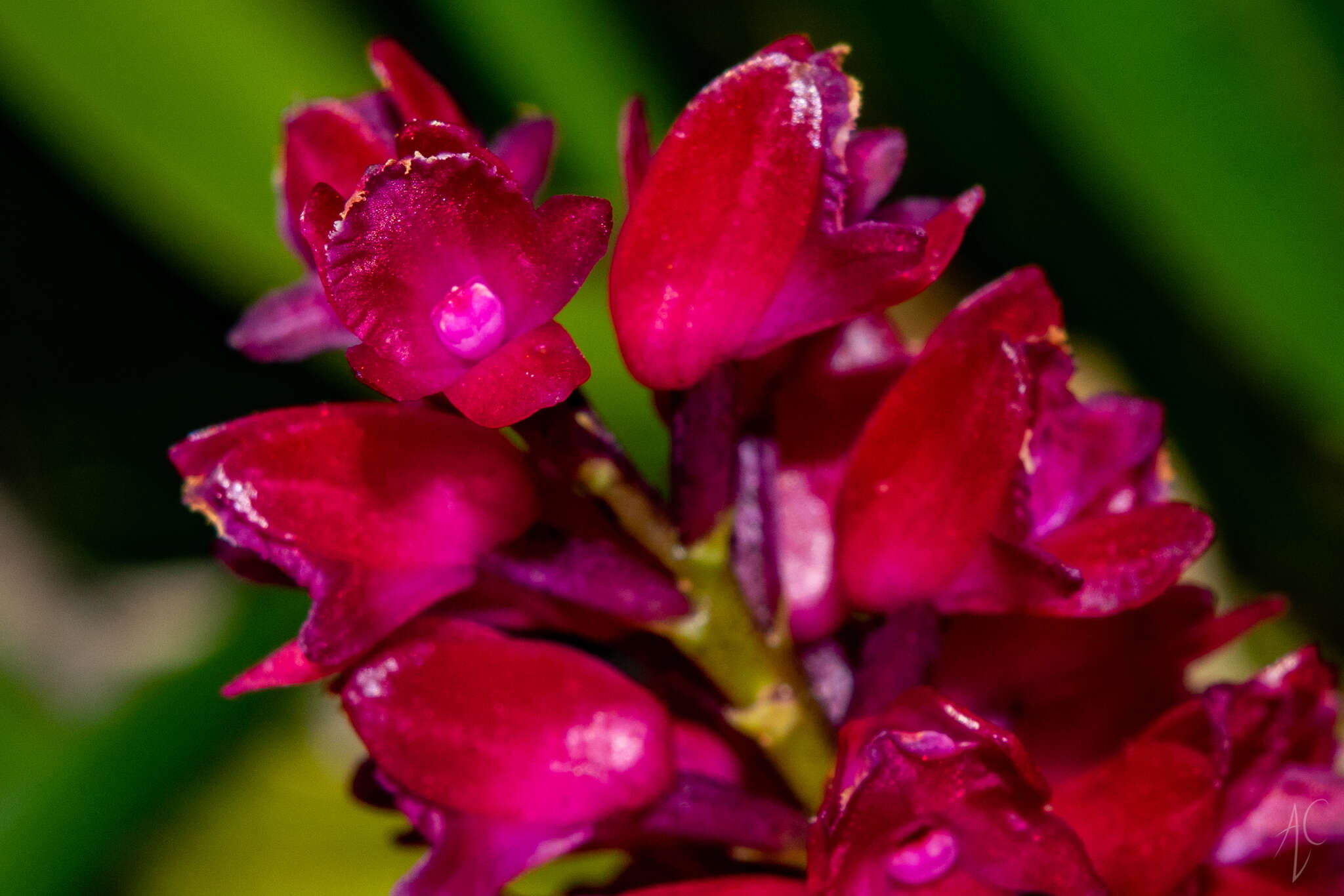 Image of Arpophyllum giganteum subsp. alpinum (Lindl.) Dressler