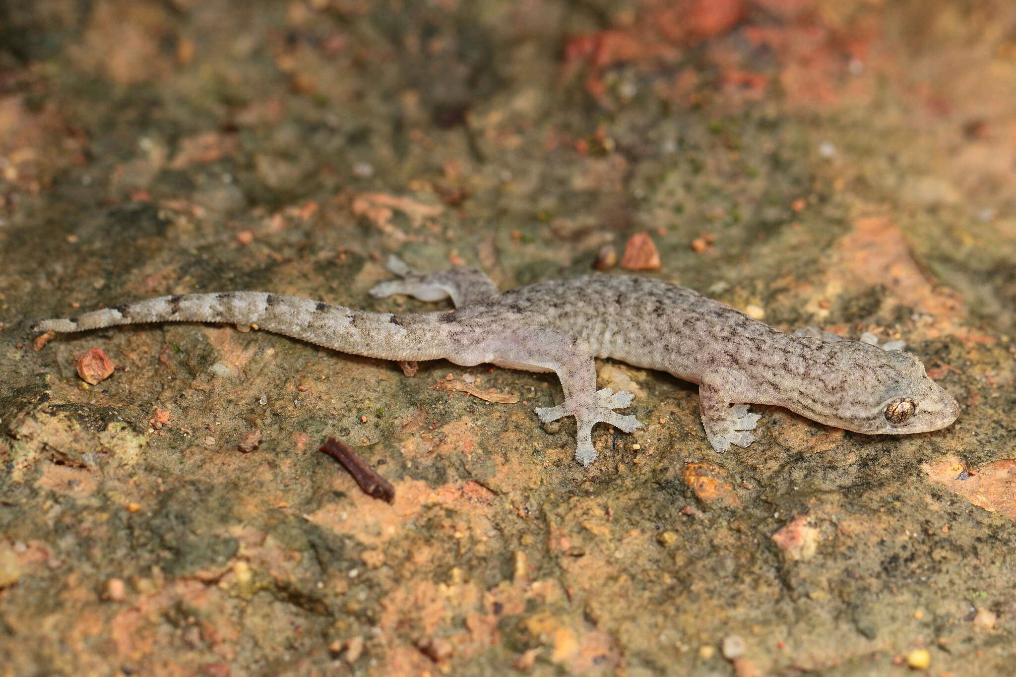 Слика од Hemiphyllodactylus hongkongensis Sung, Lee, Ng, Zhang & Yang 2018