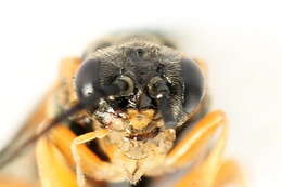 Image of <i>Nematus umbratus</i>