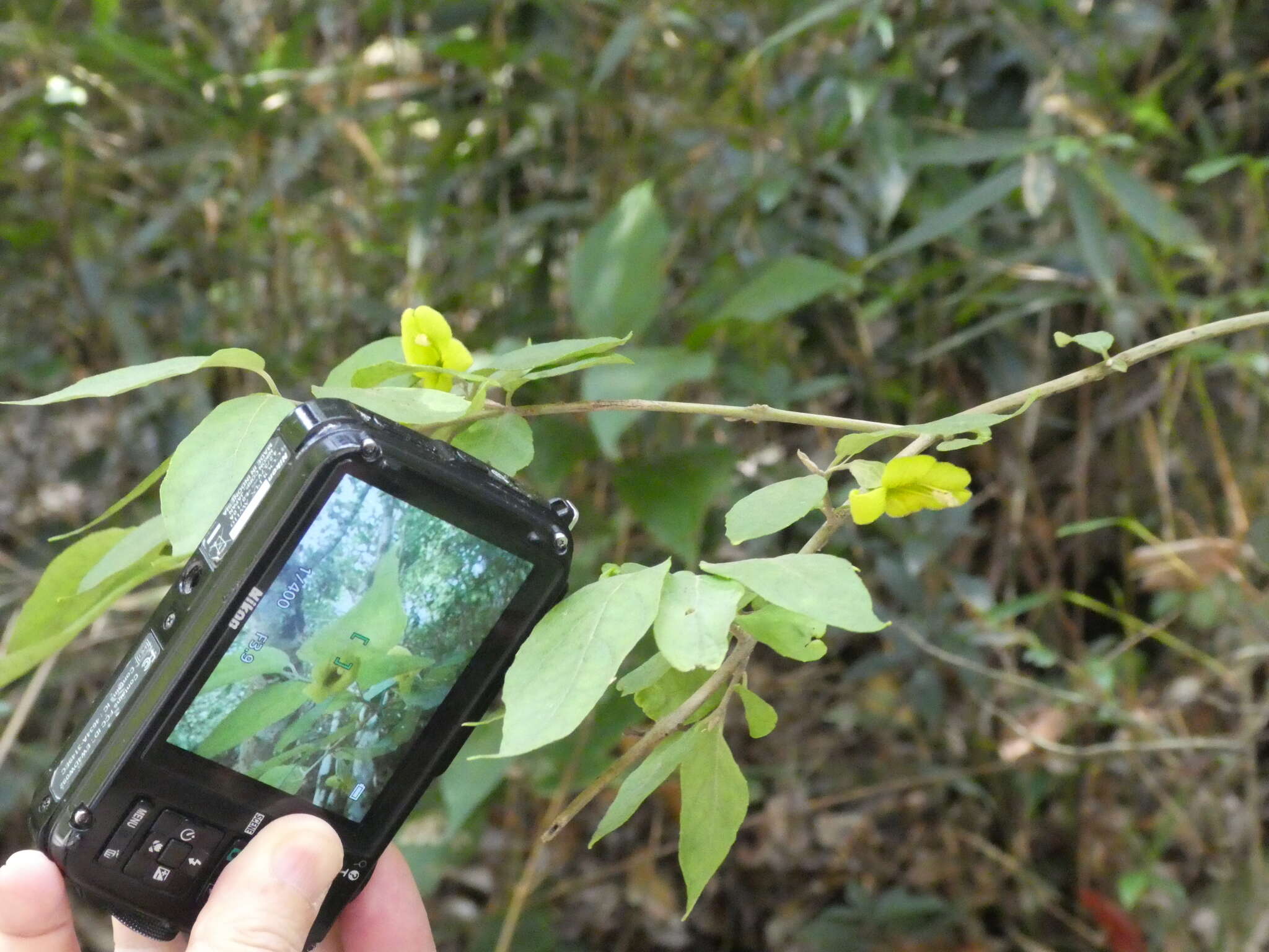 Image of Brandisia swinglei Merr.