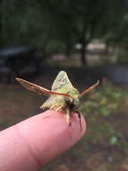 Proserpinus lucidus Boisduval 1852 resmi