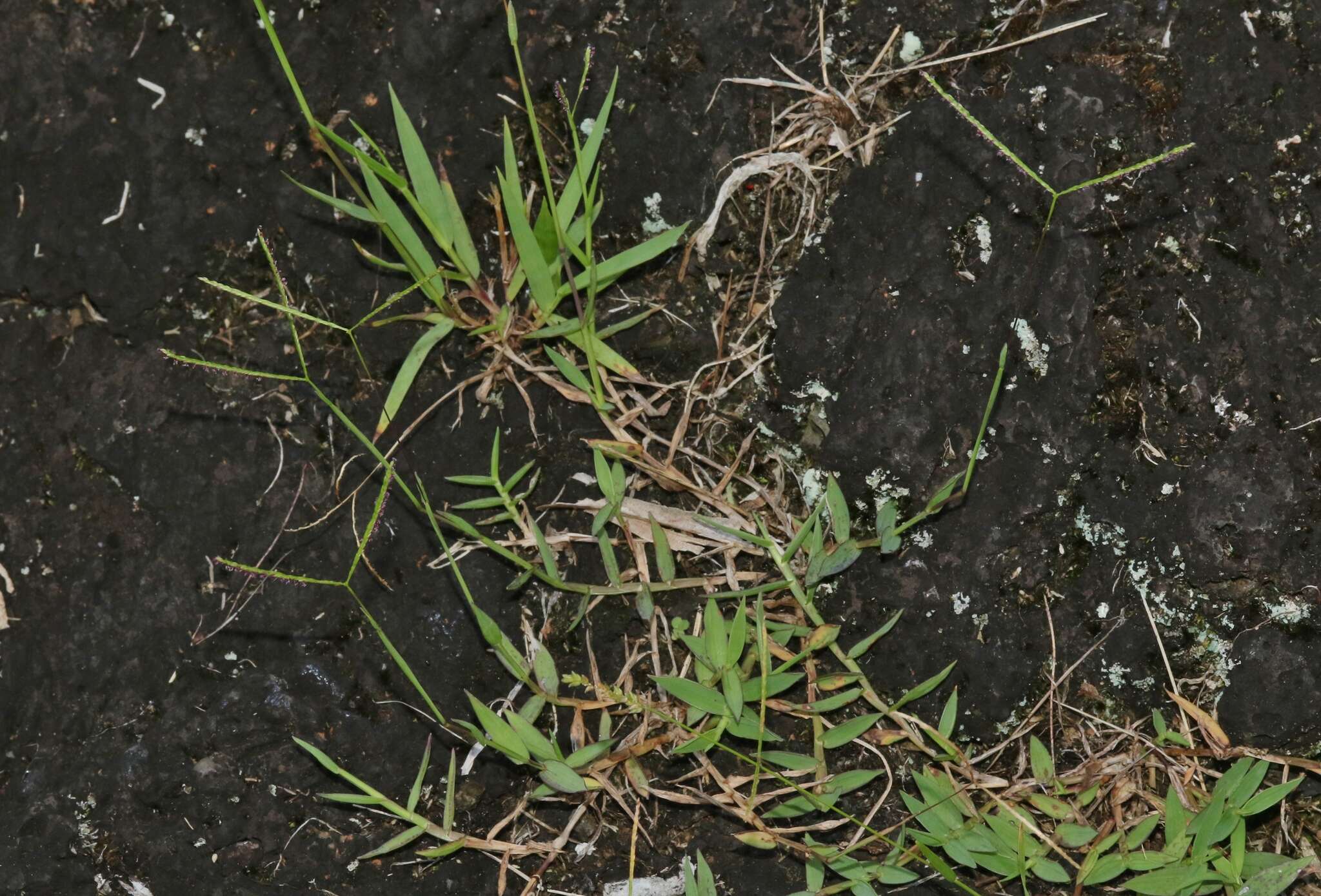 Image of yellow crabgrass