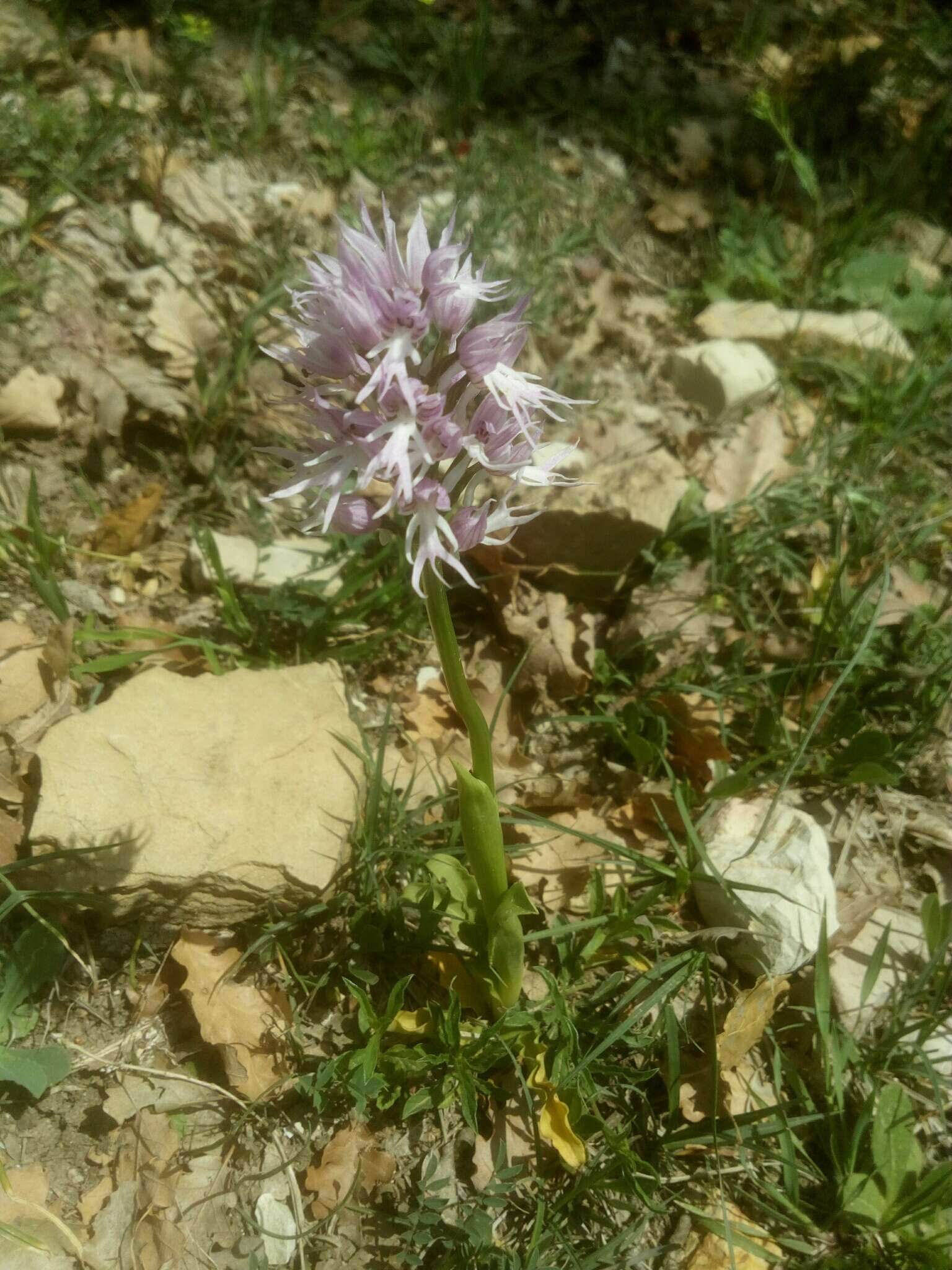 Imagem de Orchis italica Poir.