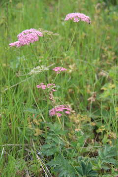 Image of Pimpinella rhodantha Boiss.