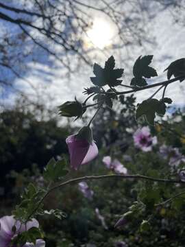 Image of Malva subovata (DC.) Molero & J. M. Monts.