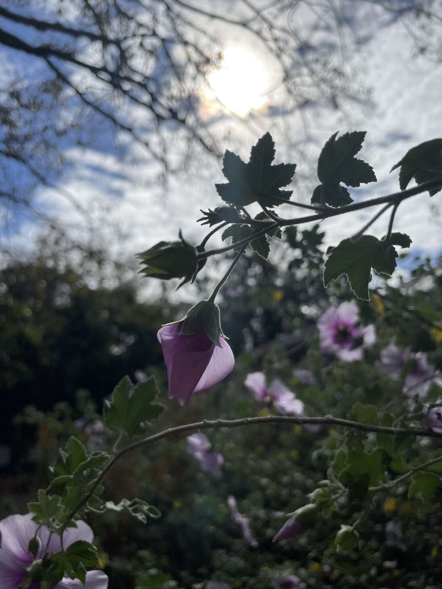 Image of Malva subovata (DC.) Molero & J. M. Monts.