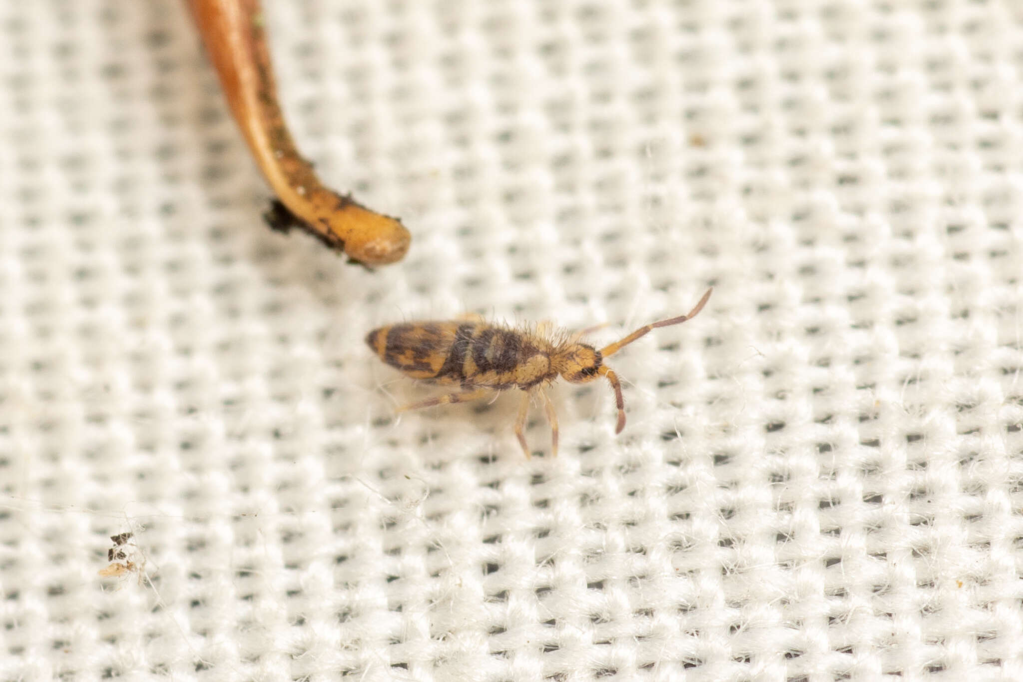 Image of Entomobrya comparata Folsom & JW 1919