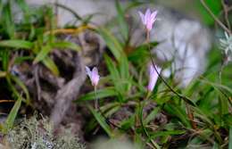 Image de Xerophyta elegans (Balf.) Baker