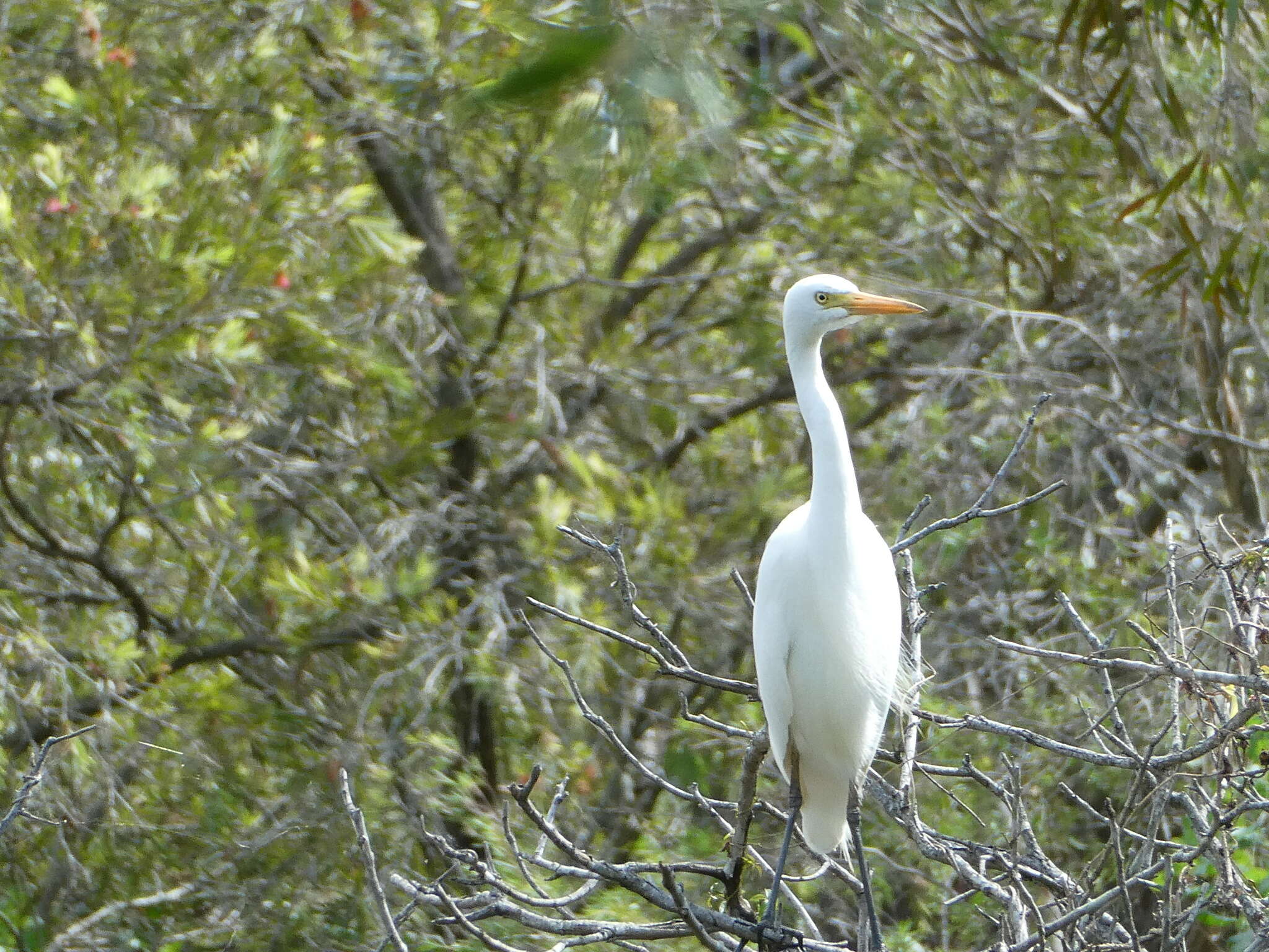 Image of Ardea intermedia plumifera (Gould 1848)