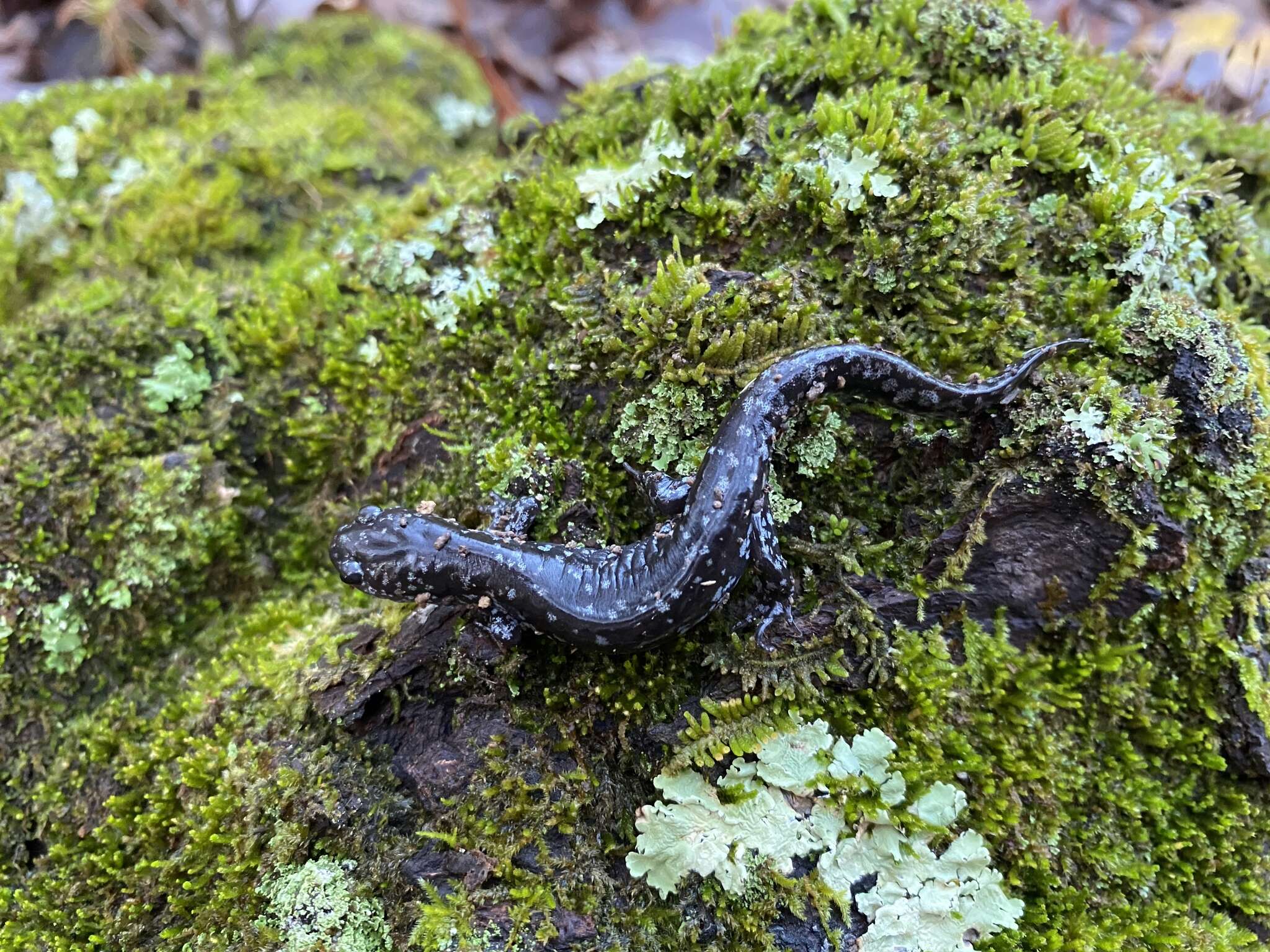 Plancia ëd Ambystoma mabeei Bishop 1928