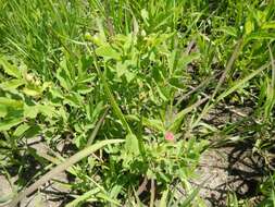 Image of prairie rose