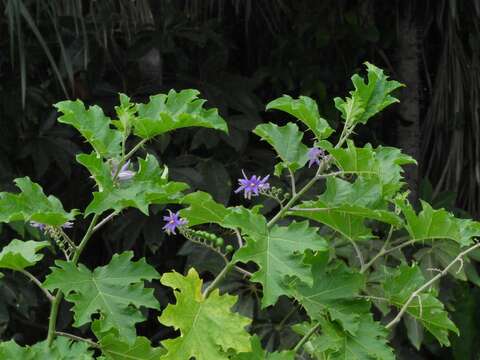 Sivun Solanum tricuspidatum Rich. ex Dun. kuva