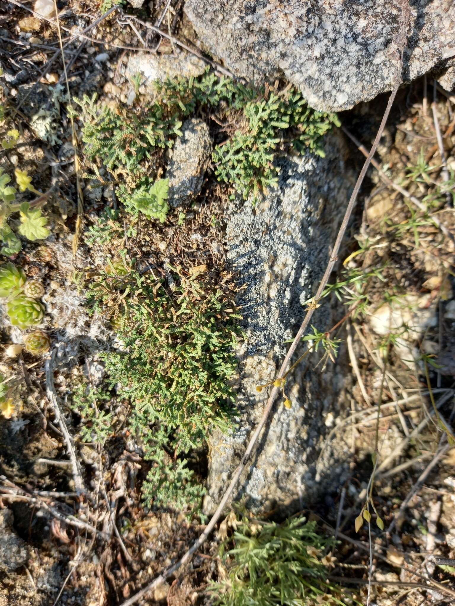 Sivun Selaginella sanguinolenta (L.) Spring kuva