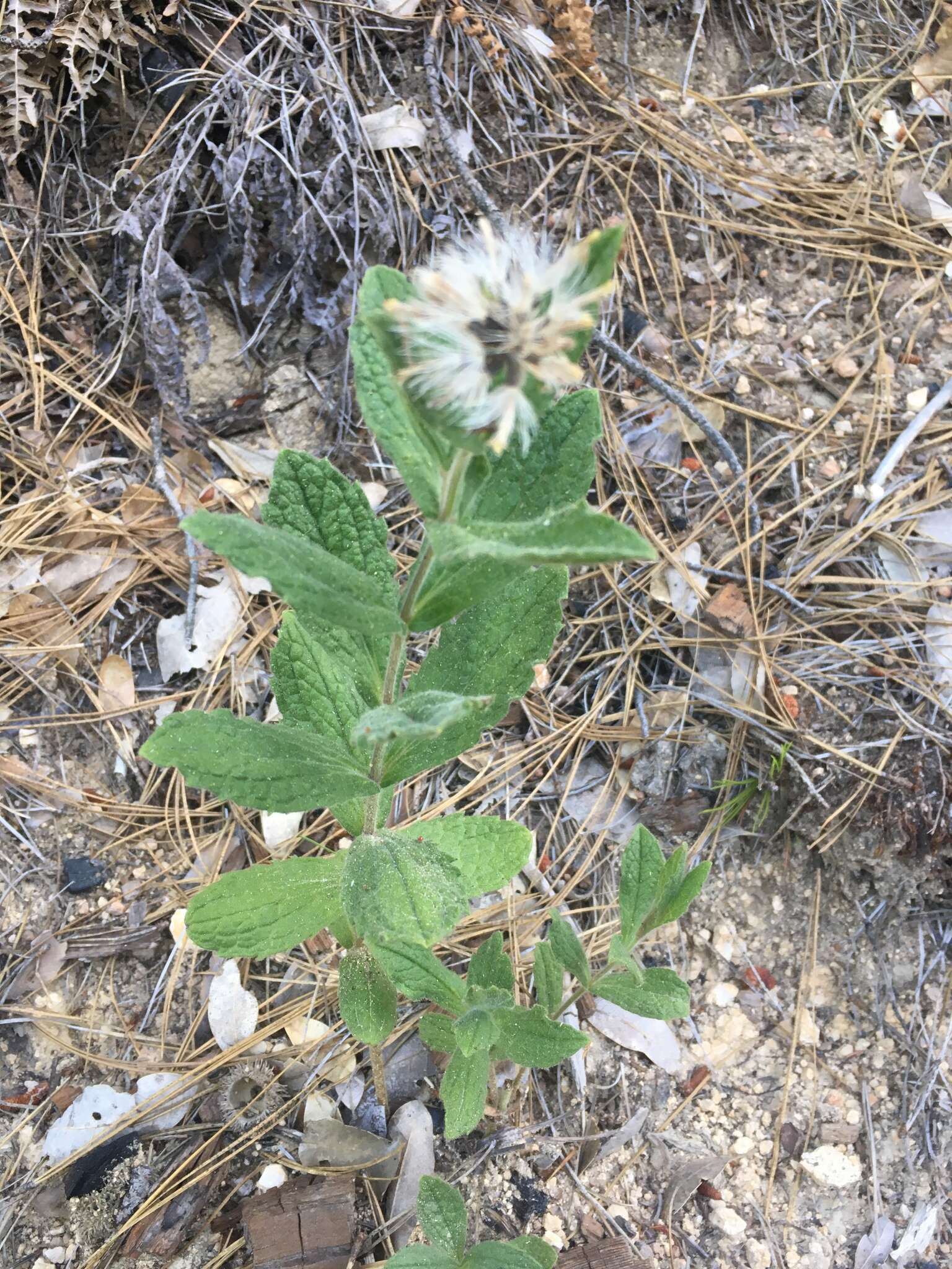 Image of Shasta County arnica