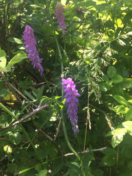 Image of bird vetch