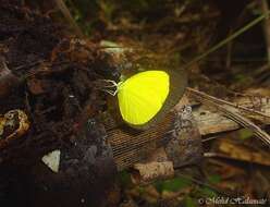 Imagem de Eurema puella (Boisduval 1832)