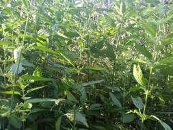 Image of stinging nettle