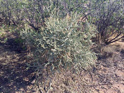 Image of Pencil Cholla