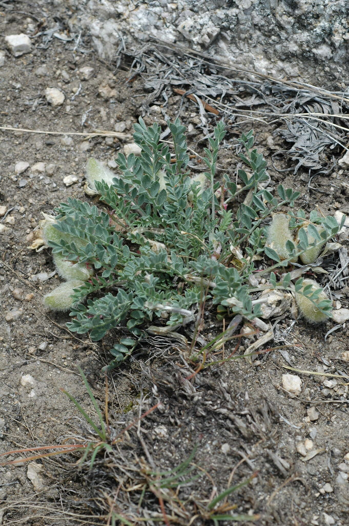 Image of Sevier milkvetch