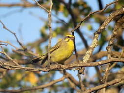 Image of Yellow-fronted Canary