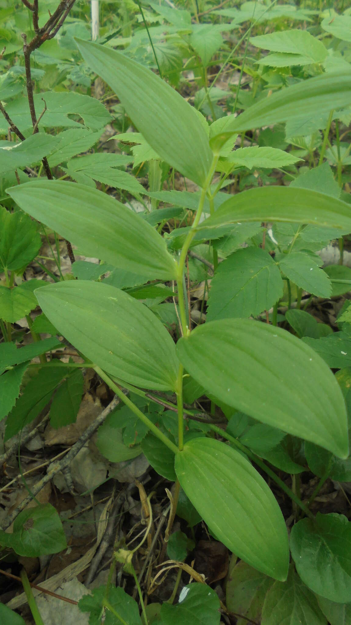 Image of dwarf solomon's seal