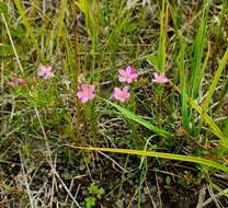 Image of Centaurium littorale subsp. compressum (Hayne) J. Kirschner