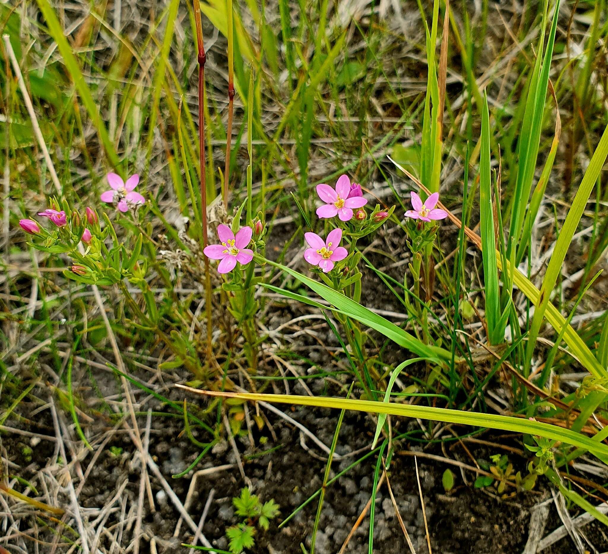 Image of Centaurium littorale subsp. compressum (Hayne) J. Kirschner