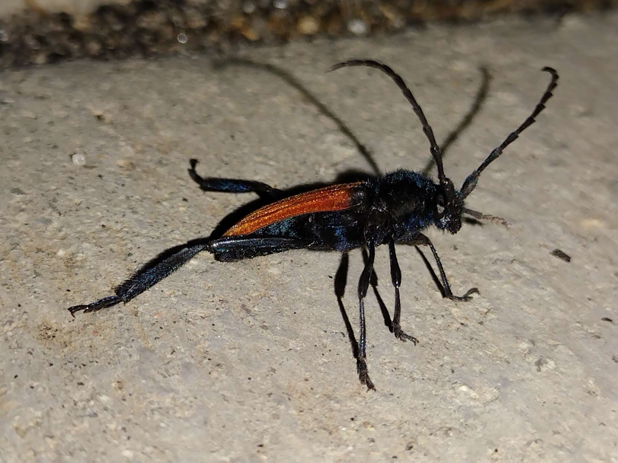 Image of Long-horned beetle