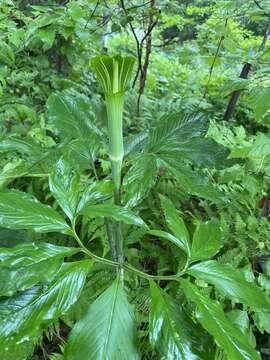 Arisaema serratum var. serratum的圖片