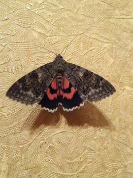 Image of red underwing