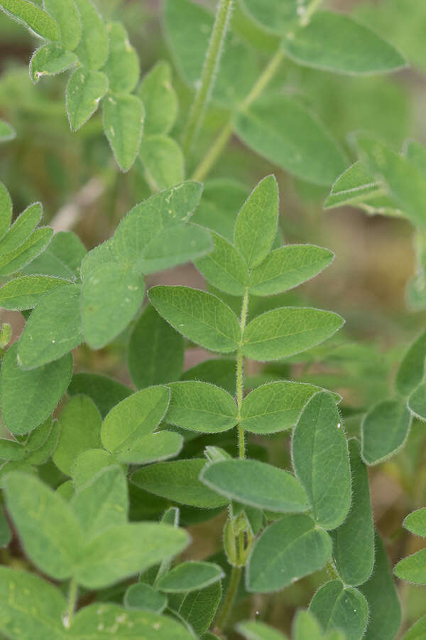 Image of tundra milkvetch