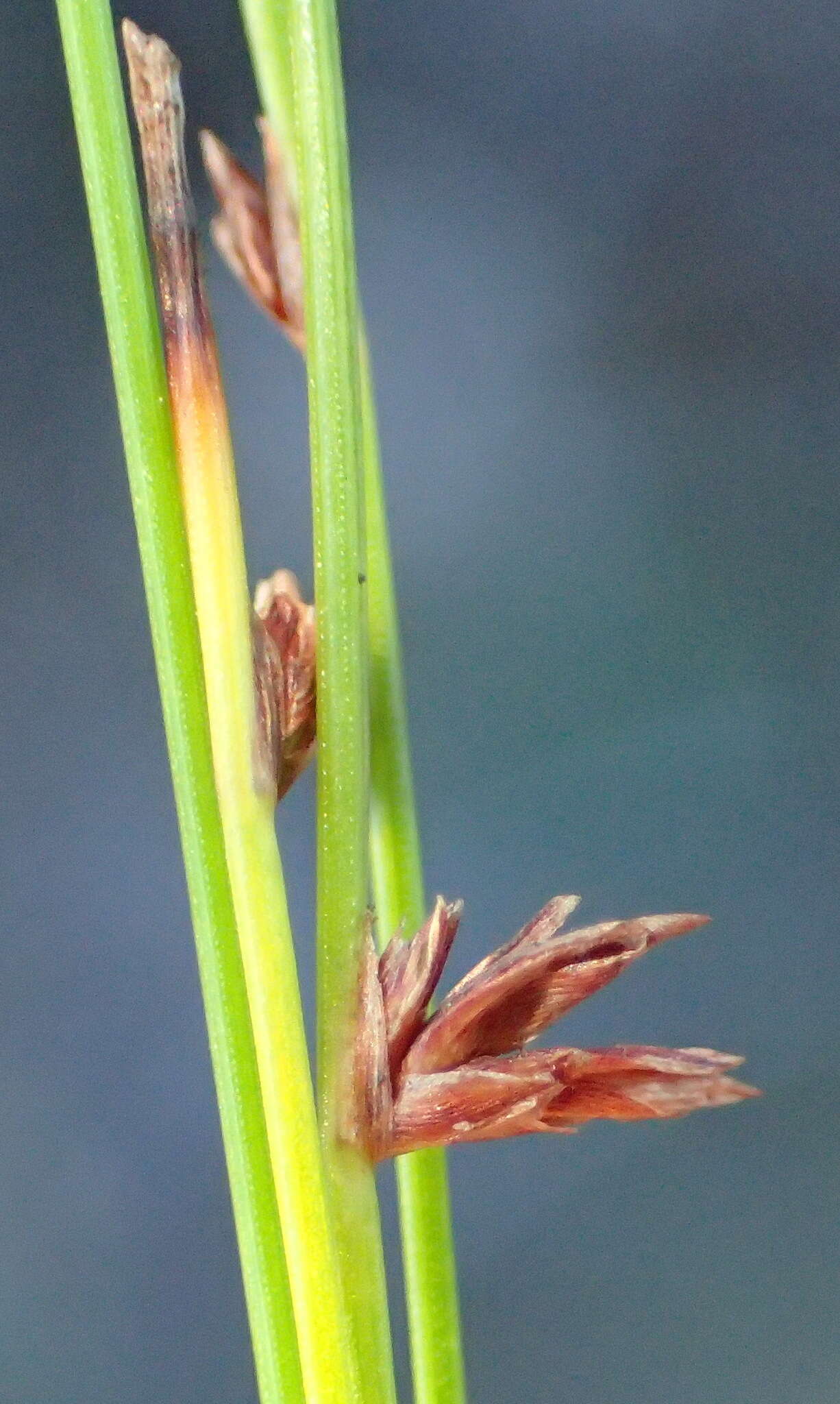 Image of Ficinia acuminata (Nees) Nees