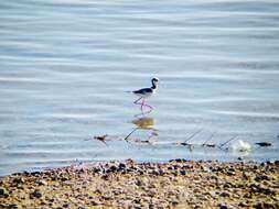 Image of <i>Himantopus mexicanus melanurus</i>