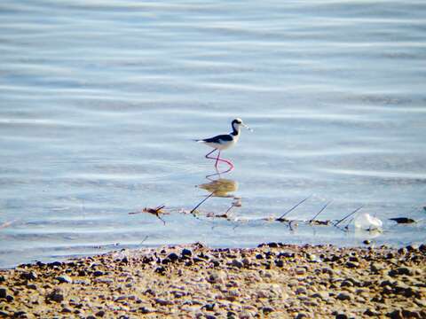 Image of <i>Himantopus mexicanus melanurus</i>