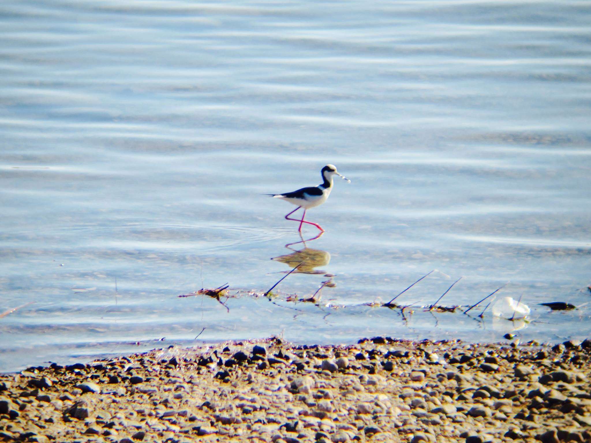 Image of <i>Himantopus mexicanus melanurus</i>